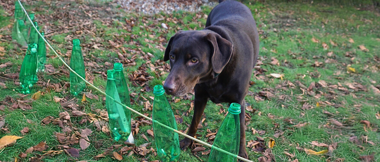 DOLGOZTASD MEG KUTYÁDAT AZ ÉTELÉRT!
