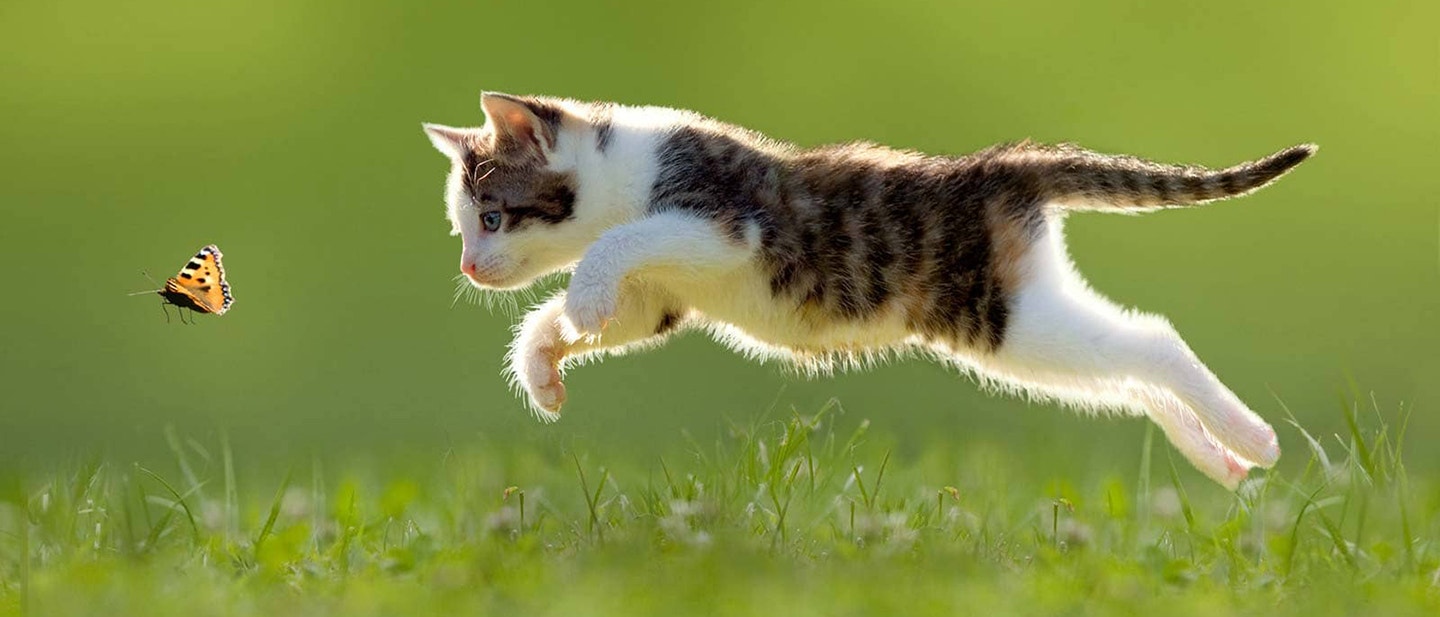 A MACSKÁK EGÉSZSÉGES TESTSÚLYA: MENNYINEK KELL LENNIE, ÉS HOGYAN LEHET MEGŐRIZNI? HÁNY KILÓT MUTASSON A MÉRLEG MACSKÁID JÓ KÖZÉRZETÉHEZ?