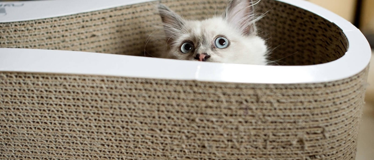 ÚJ MACSKA BEFOGADÁSA