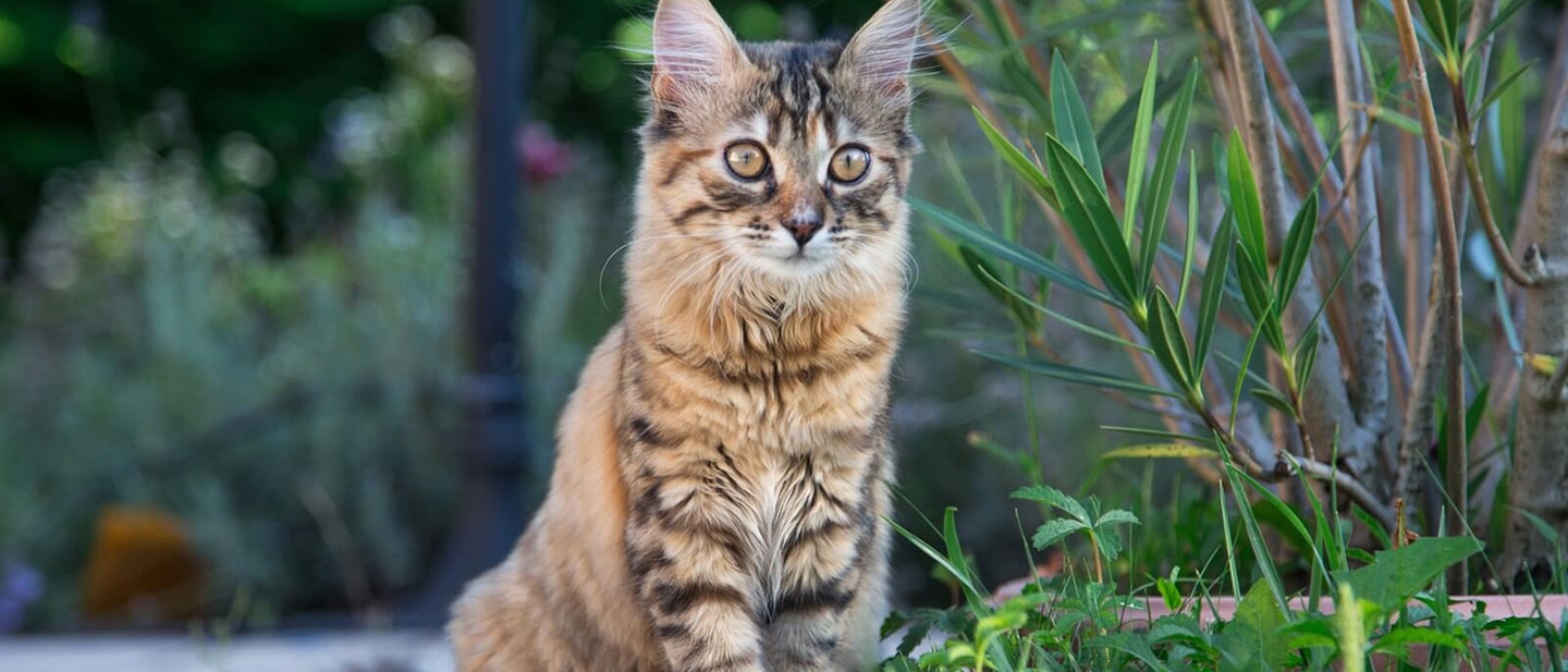 MIT CSINÁLSZ A HÁZI KEDVENCEDDEL, AMIKOR ELUTAZOL?