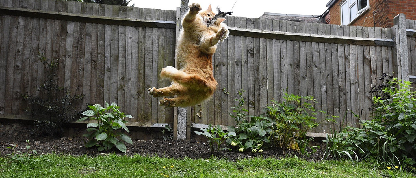 ENGEDD SZABADJÁRA MACSKÁD VADÁSZÖSZTÖNÉT!