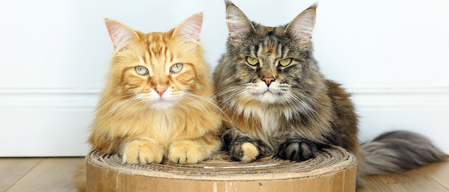 JÓKOR, JÓ HELYEN: KAPARÁS ÉS KAROMÉLEZÉS