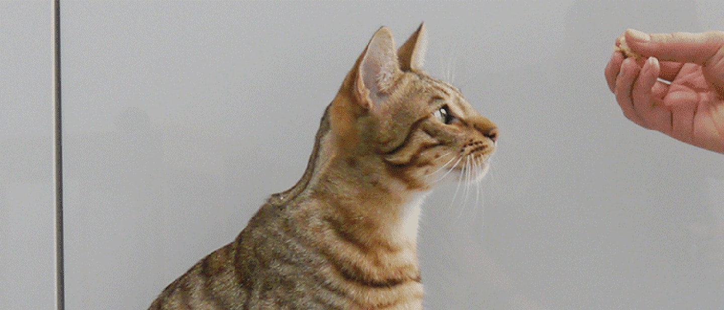 ÁLLÍTSD ÚJ KIHÍVÁSOK ELÉ CICÁDAT!