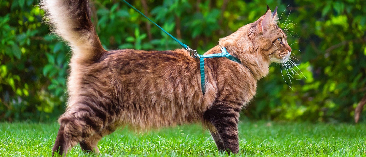 HOGYAN SÉTÁLTASD A MACSKÁDAT HÁMMAL ÉS PÓRÁZZAL?