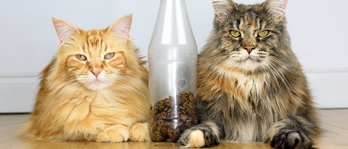 MIT KEZDJEN MAGÁVAL A CICÁD A TÁVOLLÉTEDBEN?