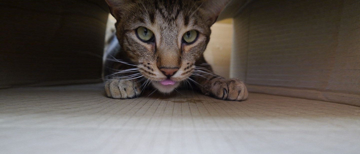 ALAKÍTSD JÁTSZÓTÉRRÉ AZ OTTHONOD!