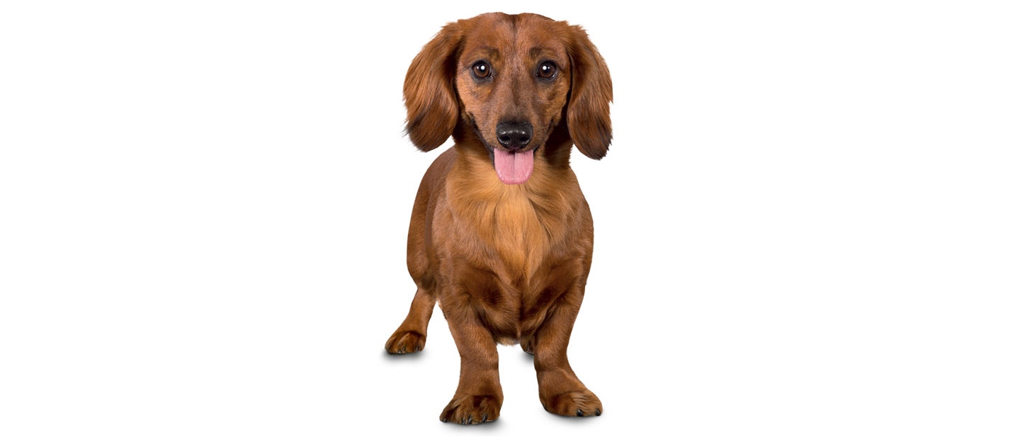 dog article hero desktop