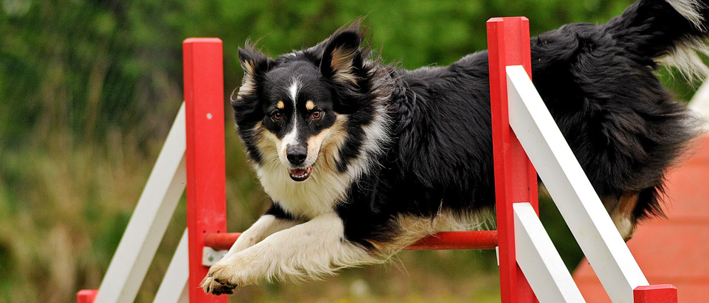 KUTYÁS SPORTOK: MARADJON A KUTYÁM EGÉSZSÉGES ÉS BOLDOG