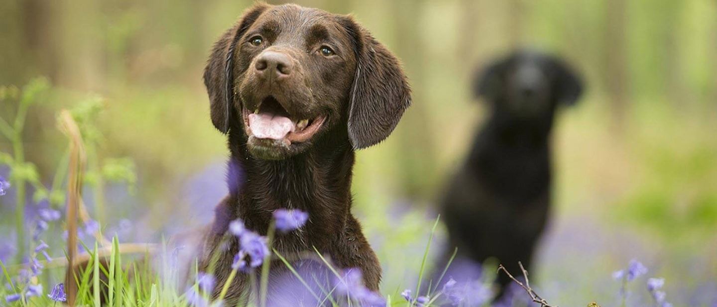 HOGYAN HATÁROZHATOM MEG A FAJTAJELLEMZŐKET KUTYÁMNÁL?