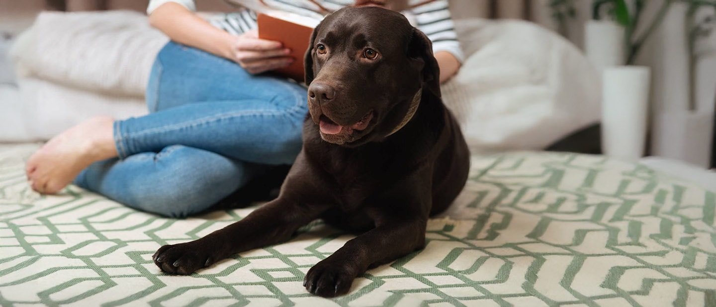 ÚJ KUTYA BEFOGADÁSA