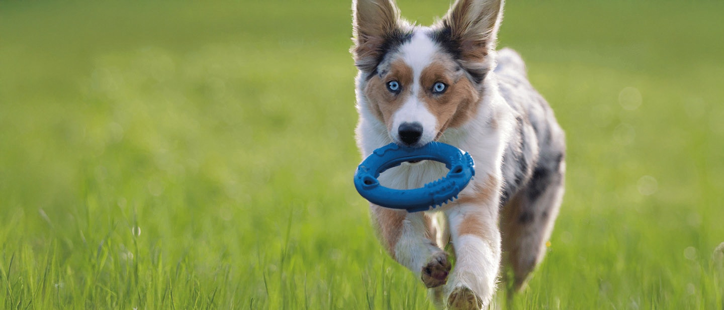 A LEGJOBB JÁTÉKOK KÖLYÖKKUTYÁD SZÁMÁRA
