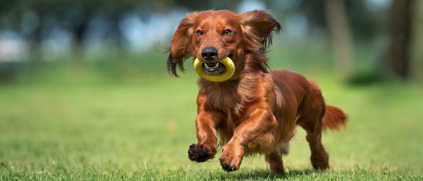 HOGYAN VÁLTOZTASS KUTYÁD ÉTRENDJÉN?