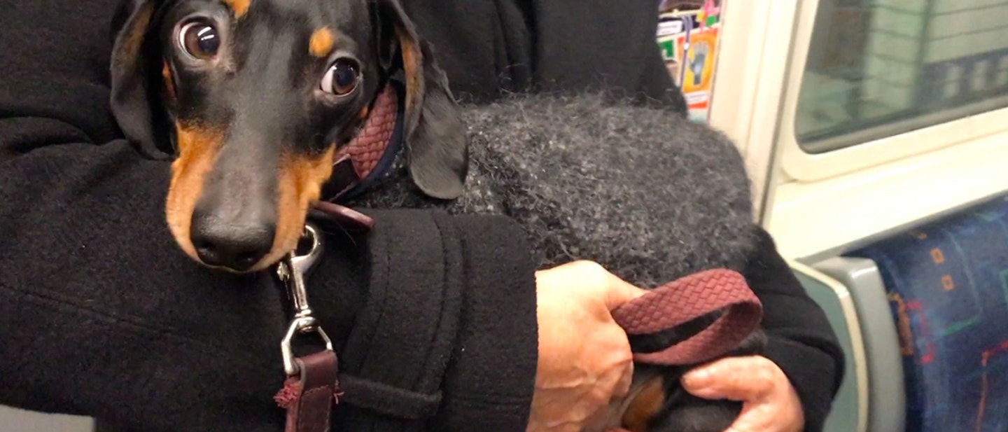 KIVEL SZERET LEGJOBBAN JÁTSZANI A KUTYÁD?