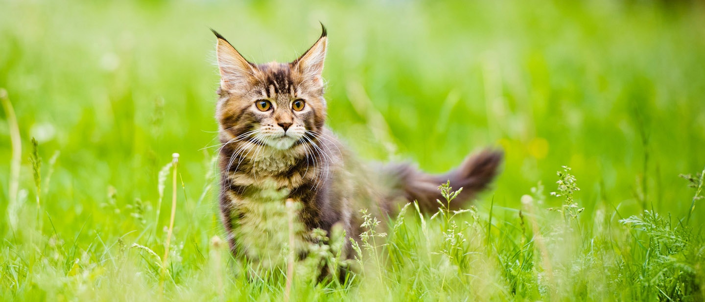 MIKOR SZÁMÍT FELNŐTTNEK A KISCICÁM?