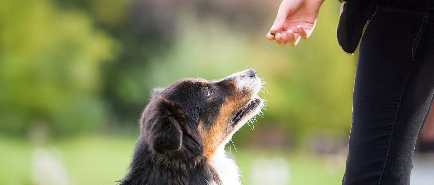 A KUTYA MENÜJÉNEK MEGVÁLTOZTATÁSA