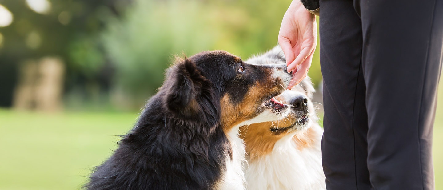 NYÁRON MEG KELLENE VÁLTOZTATNOM KUTYÁM ETETÉSI RUTINJÁT?