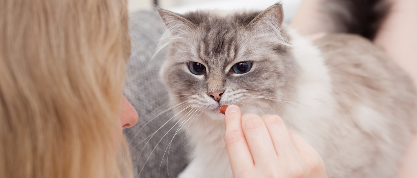 POZITÍV TANULÁS: A KEDVENCED ÉS A KÖZTED LÉVŐ KAPCSOLAT ELMÉLYÍTÉSE
