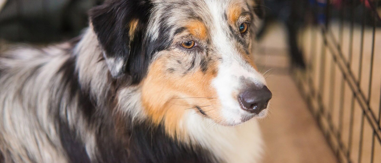 ÚJ KUTYÁT SZERETNÉL? HOGYAN KEZDJ NEKI?